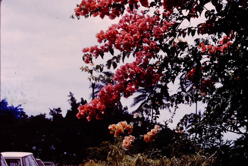 Aug 1971 beautiful - 1971,