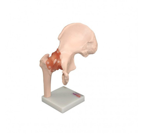 Life size anatomical - anatomical, model