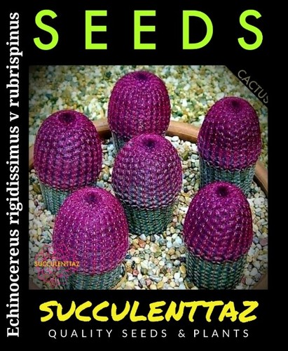Echinocereus rigidissimus v - ,
