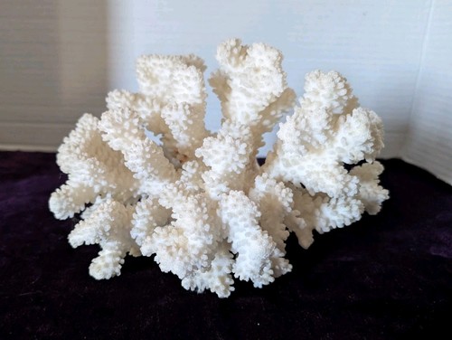 Natural acropora white - natural, coral