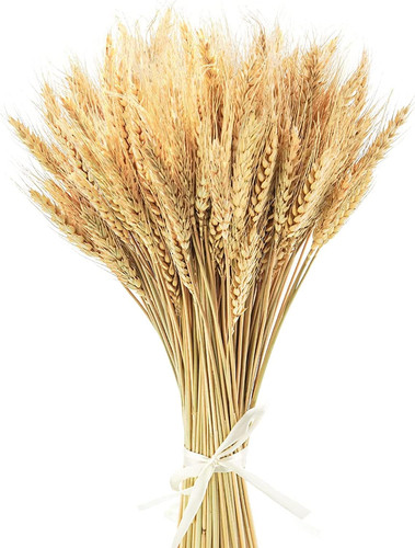 100 stems 40cm - 100, dried