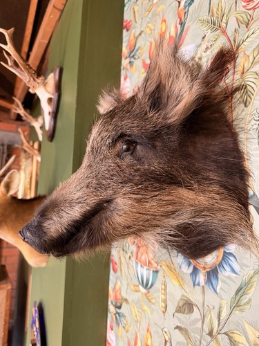 Baby wild boar taxidermy - wild,