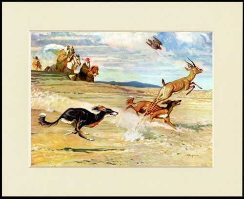 Saluki dog art print mounted - dog,