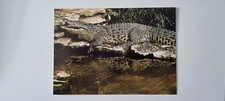 WWF Postcard - Cuban Crocodile