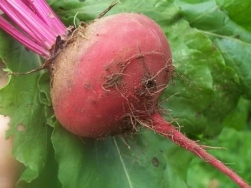 Vegetable winter beetroot - -,