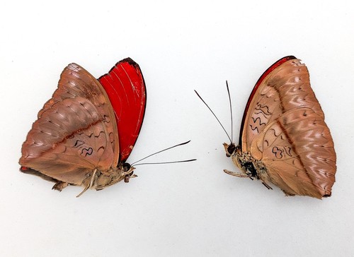 Papered blood red - blood-red, glider