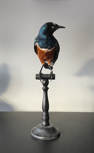 Taxidermy superb glossy - taxidermy,