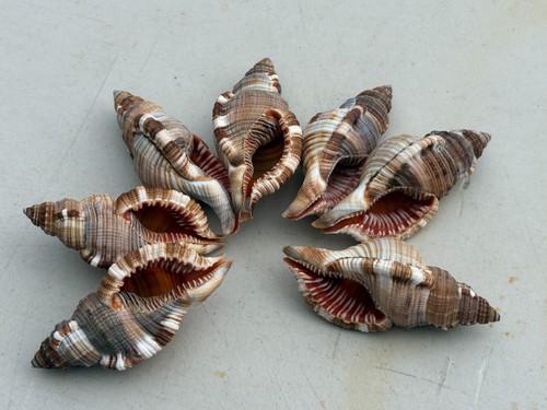 Hairy triton shell - 7,