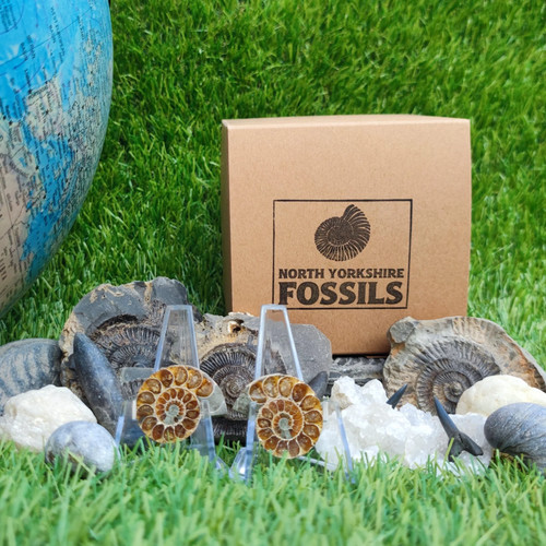 Children fossil gift set - fossil,