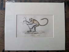 1835 Jardine Antique Monkey