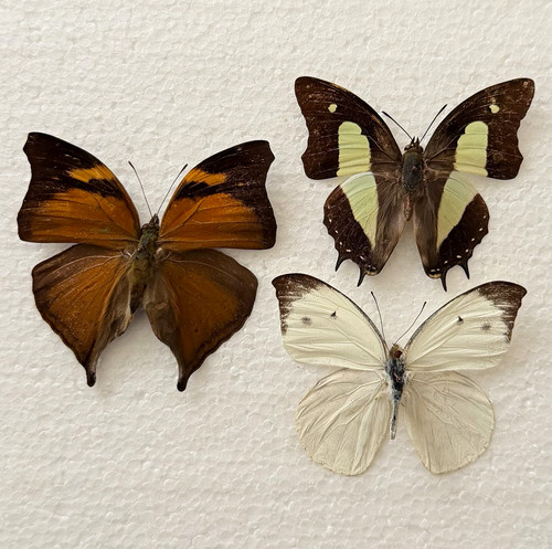 Entomology butterfly specimen - entomology,