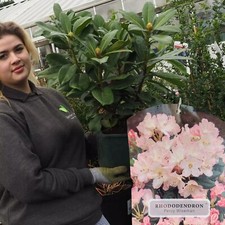 Rhododendron Percy Wiseman Pale Pink 10 Litre Pot Garden Plant Established Shrub