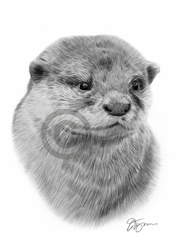 Otter pencil drawing - drawing, art
