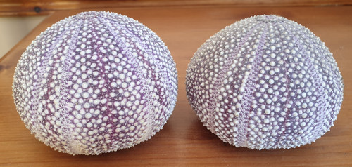 Natural lilac sea urchin - natural,