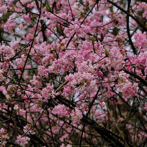 Viburnum bodnantense hardy - t&m,