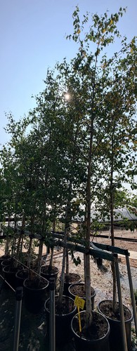 10ft extra large mature - 5x,