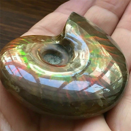Natural iridescent ammonite - natural,