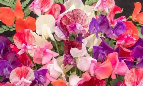 Mixed sweet pea seeds 50 - pea,