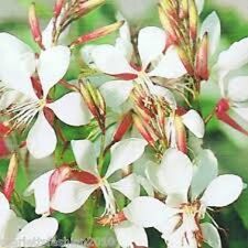 GAURA LINDHEIMERI 'THE BRIDE' - HARDY PERENNIAL 30 Quality  Seeds