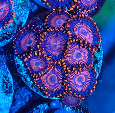 Twizzlers Zoanthid frag 5+