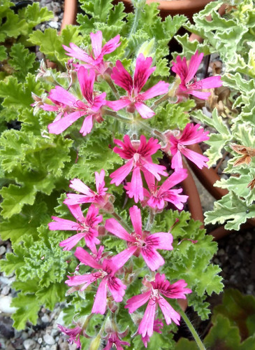 Pelargonium hazelnut - x,