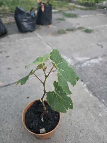 Ruby roman japan grape plant - ruby,