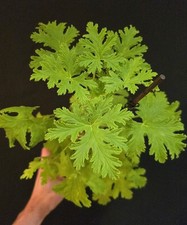 Geranium Hraveolens, Lemon Lime. Very Fragrant Leaves. Medicinal. 1 X Cutting 