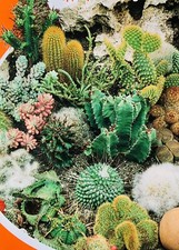 60 x CACTUS MIX Seeds - SEE DESCRIPTION!