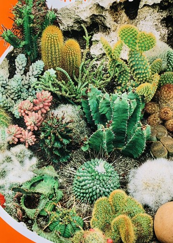 Cactus mix seeds see - x,