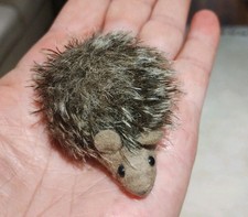 Vintage Steiff JOGGI Hedgehog Miniature 6cm Mohair Cotton 1960s / 1970s Exc Cond