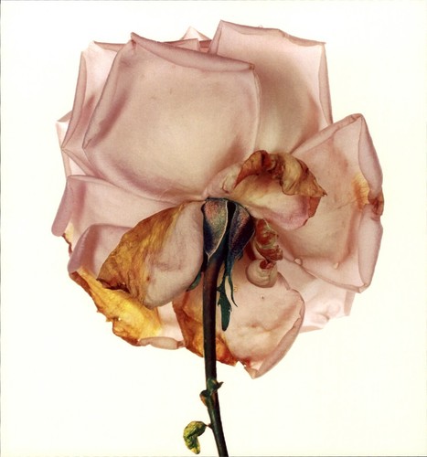 1984 irving penn blue - 1984, moon
