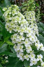 Hydrangea Quercifolia 'Snowflake' Hardy Shrub with Conical Flowers 12cm Pot x 1