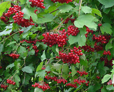 GUELDER ROSE (viburnum opulus) HEDGE SEEDS