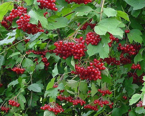Guelder rose - (viburnum, opulus)