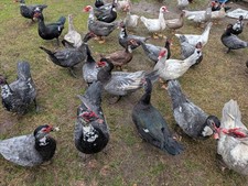 Muscovy Ducks Mixed Colors