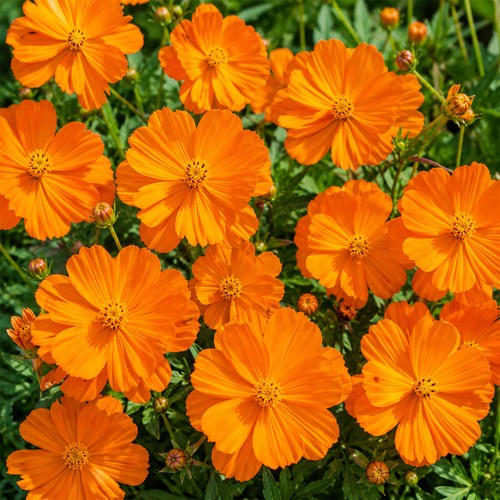 Pure orange tall - 50,