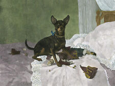 ENGLISH TOY TERRIER BLACK &