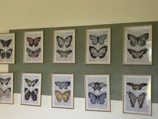 10 Butterfly Prints A4 With Gold Trimmed Frames