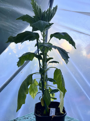 Angels trumpet orange - trumpet, 'orange'