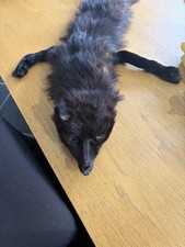 Vintage Dark Brown Fox Real