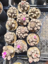 1PC Rare Pelecyphora