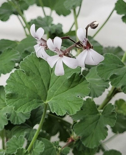 Fragrans scented - fragrans, –