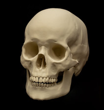 Human skull lifesize replica - lifesize,