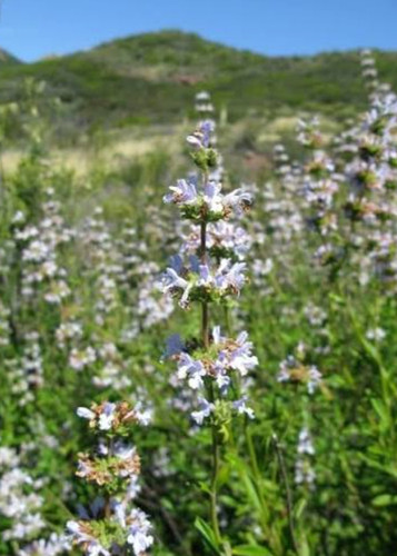 Salvia mellifera 9cm pot - salvia,