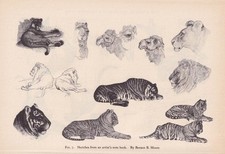 1934 ANIMAL SKETCHES Print - Tiger & Lion Wall Art - 9.15 x 6 Inches