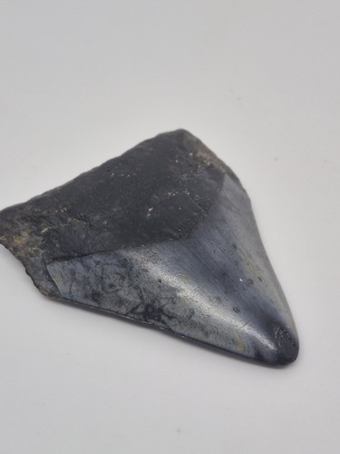 Fossil megalodon shark - megalodon,
