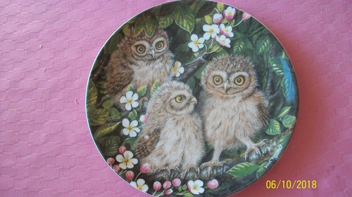 Wedgwood plate little owl - little,