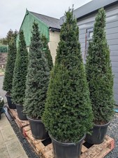 Taxus baccata topiary Yew cone
