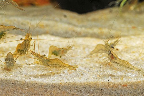 Live freshwater glass - 3+,