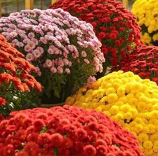 Garden mum mix - 200 SEEDS - Chrysanthemum indicum - Perennial LONG FLOWERING UK
